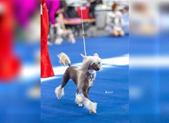 Chinese crested dog champion litter - FCI breeder