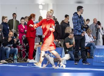 Chinese crested dog champion litter - FCI breeder