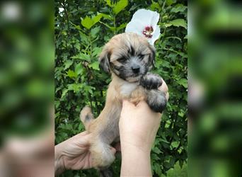 Chinese crested dog champion litter - FCI breeder