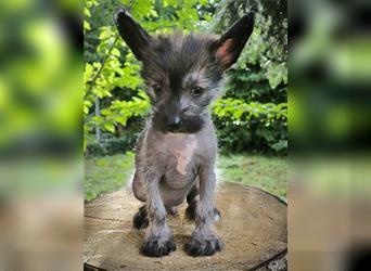 Chinese crested dog champion litter - FCI breeder