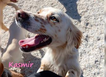 Kasmir 07/2022 (GR) - süße, anhängliche English Setter Dame wünscht sich ein Zuhause!