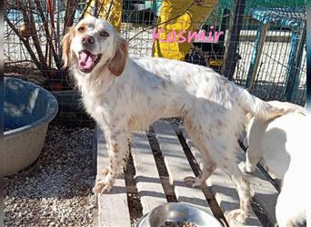 Kasmir 07/2022 (GR) - süße, anhängliche English Setter Dame wünscht sich ein Zuhause!