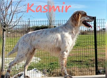 Kasmir 07/2022 (GR) - süße, anhängliche English Setter Dame wünscht sich ein Zuhause!