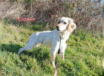 Kasmir 07/2022 (GR) - süße, anhängliche English Setter Dame wünscht sich ein Zuhause!