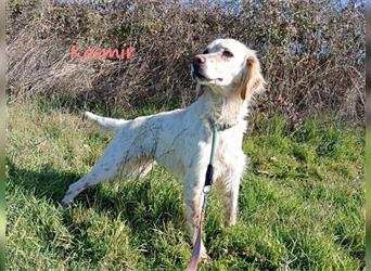 Kasmir 07/2022 (GR) - süße, anhängliche English Setter Dame wünscht sich ein Zuhause!