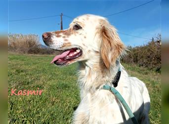 Kasmir 07/2022 (GR) - süße, anhängliche English Setter Dame wünscht sich ein Zuhause!