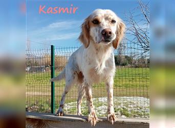 Kasmir 07/2022 (GR) - süße, anhängliche English Setter Dame wünscht sich ein Zuhause!