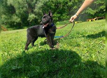 Schipperke Welpe Rüde