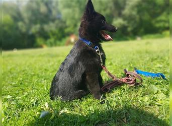 Schipperke Welpe Rüde