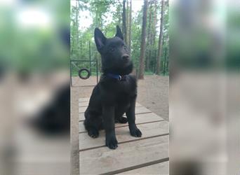 Schipperke Welpe Rüde