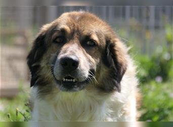 MAGO - Ein charismatischer Hund für erfahrene Hände!