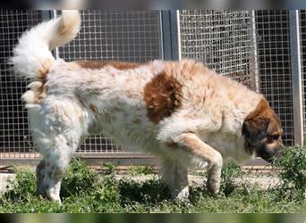 MAGO - Ein charismatischer Hund für erfahrene Hände!