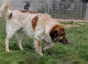 MAGO - Ein charismatischer Hund für erfahrene Hände!