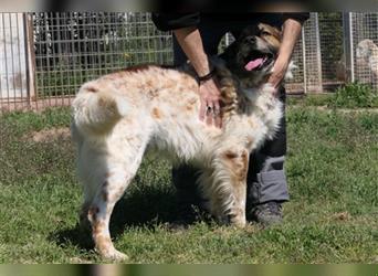 MAGO - Ein charismatischer Hund für erfahrene Hände!