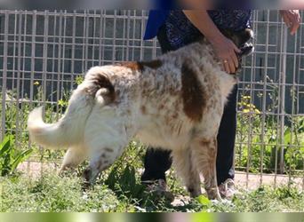 MAGO - Ein charismatischer Hund für erfahrene Hände!