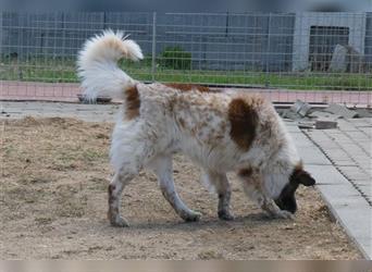 MAGO - Ein charismatischer Hund für erfahrene Hände!