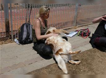 MAGO - Ein charismatischer Hund für erfahrene Hände!