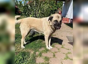 Jessica - ruhige, freundliche Kangal-Mix-Hündin / z.Zt. noch in Rumänien