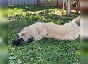 Jessica - ruhige, freundliche Kangal-Mix-Hündin / z.Zt. noch in Rumänien