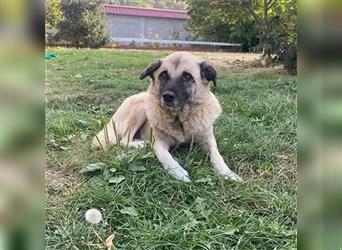 Jessica - ruhige, freundliche Kangal-Mix-Hündin / z.Zt. noch in Rumänien