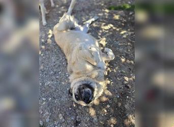 Jessica - ruhige, freundliche Kangal-Mix-Hündin / z.Zt. noch in Rumänien