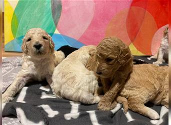 Goldendoodle Welpen Hypoallergen, als Therapiehunde sehr geeignet