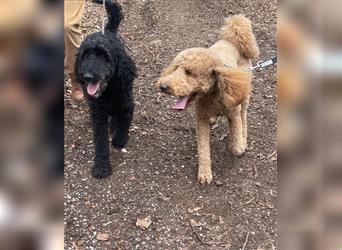 Goldendoodle Welpen Hypoallergen, als Therapiehunde sehr geeignet