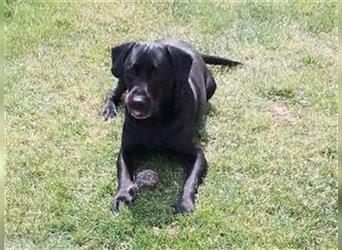 Kinderlieber Labrador aus Oelde verliert umständehalber sein Zuhause!