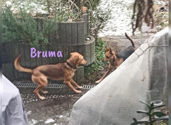 Bruma 12/22 (in Deutschland) - sanfte, süße und kluge Junghündin sucht ruhiges Zuhause!