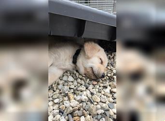 Labrador Welpe Arbeitslinie schw