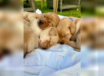 Reinrassige Labrador-Welpen suchen ein liebevolles zu Hause.