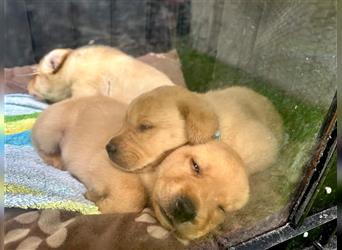 Reinrassige Labrador-Welpen suchen ein liebevolles zu Hause.