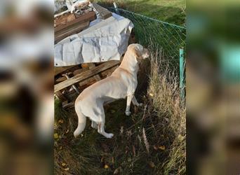 Labrador Welpen - suchen ihr 5-Sterne Zuhause