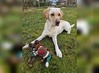 Labrador Welpen - suchen ihr 5-Sterne Zuhause