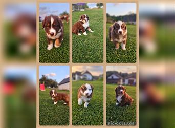 Australian Shepherd Welpen