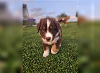 Australian Shepherd Welpen