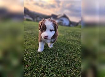 Australian Shepherd Welpen