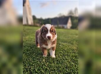 Australian Shepherd Welpen