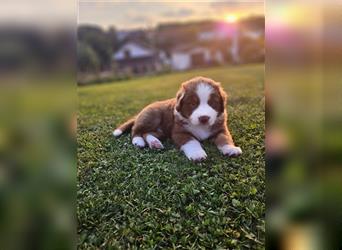 Australian Shepherd Welpen