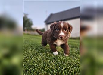 Australian Shepherd Welpen