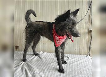 (R) ❤️ TIMON braucht viel Liebe - 10 Monate, 40cm - Schnauzer-Mix