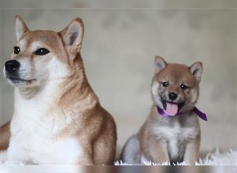 Shiba Inu Welpen