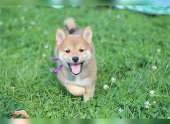 Shiba Inu Welpen