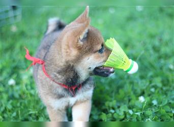 Shiba Inu Welpe