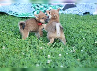 Shiba Inu Welpen