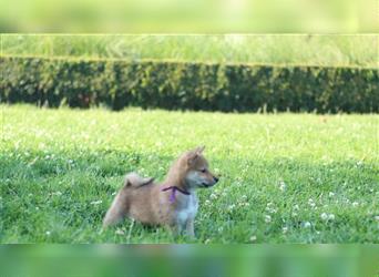 Shiba Inu Welpe