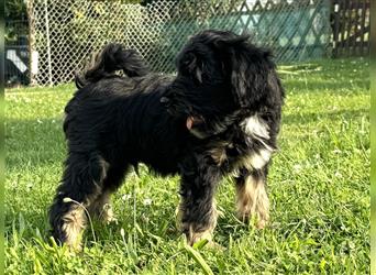 Wunderschöne reinrassige Tibet Terrier