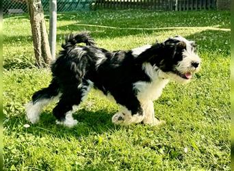 Wunderschöne reinrassige Tibet Terrier