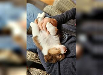 Eine zauberhafte Australian Shepherd Hündin sucht noch ihr Zuause!