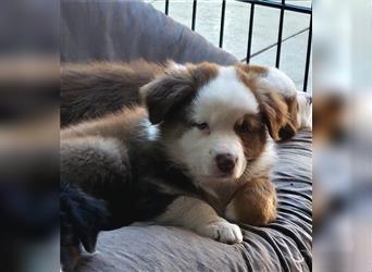 Eine zauberhafte Australian Shepherd Hündin sucht noch ihr Zuause!